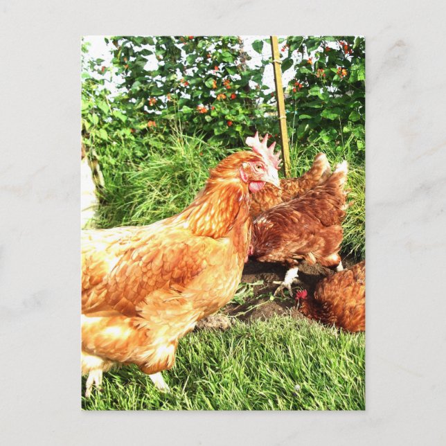 Happy Free range ex-battery chickens Postcard (Front)