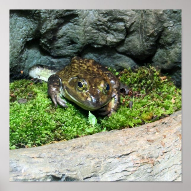 Happy Frog Poster (Front)