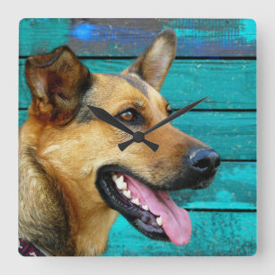 Happy German Shepherd Dog Rustic Teal Square Wall Clock