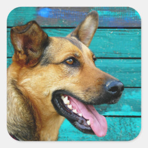 Happy German Shepherd dog Square Sticker
