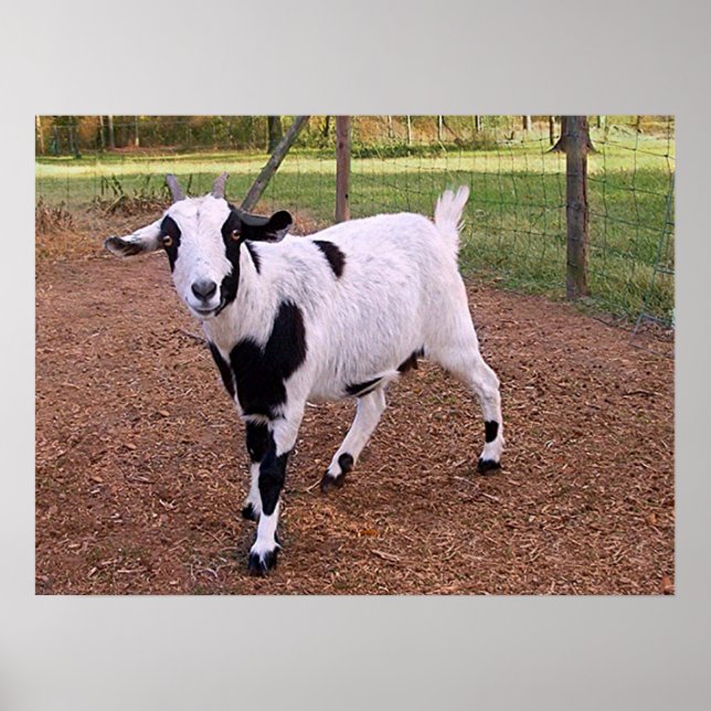 Happy Goat Poster (Front)