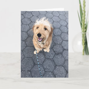 Happy Golden Doodle Dog On A Walk Card