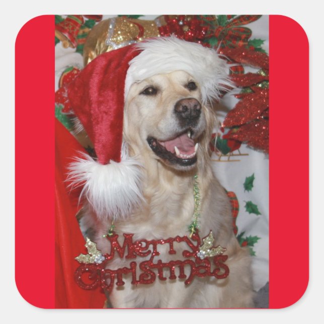 Happy Golden Retriever at Christmas Square Sticker (Front)