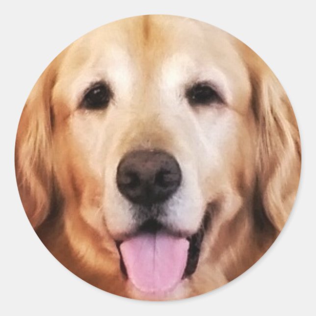 Happy Golden Retriever! Classic Round Sticker (Front)