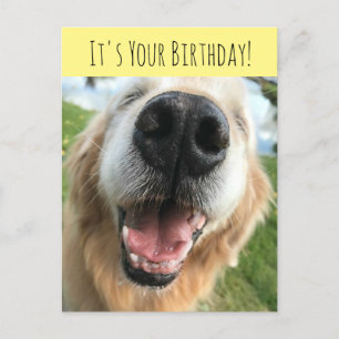 Happy Golden Retriever Dog Birthday Celebration Postcard
