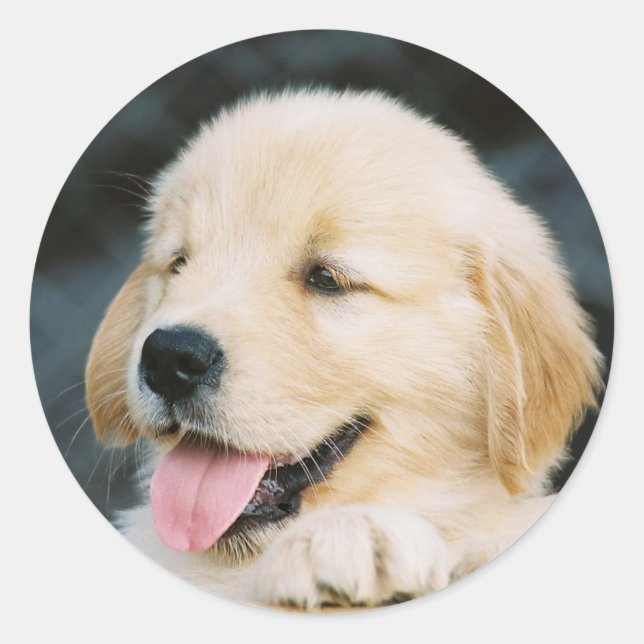 Happy Golden Retriever Puppy Sticker (Front)
