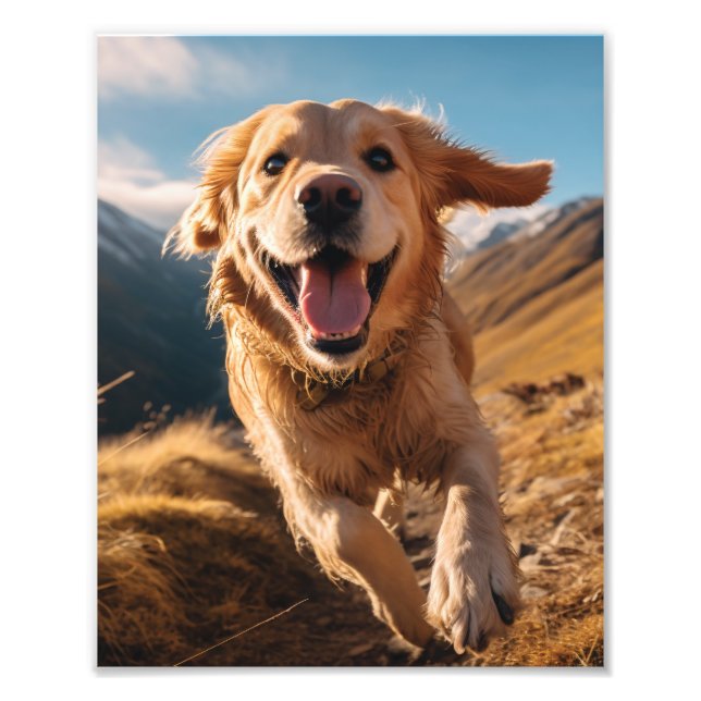 Happy Golden Retriever Running  Photo Print (Front)
