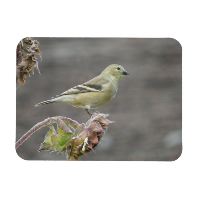 Happy Goldfinch and Sunflower Magnet (Horizontal)