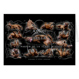 Happy Goofy Chocolate Lab Pit Mix Dog Collage
