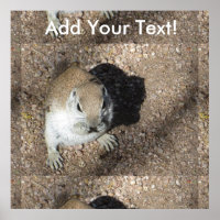 Happy Ground Squirrel