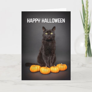 Happy Halloween For Anyone Black Cats With Pumpkin Holiday Card
