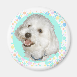 Happy Havanese Magnet