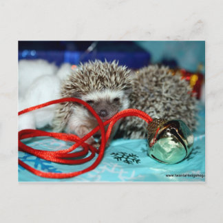 Happy Hedgehog Holidays Holiday Postcard