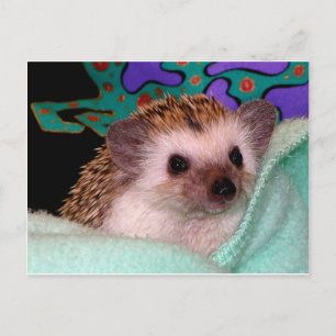Happy Hedgehog Postcard