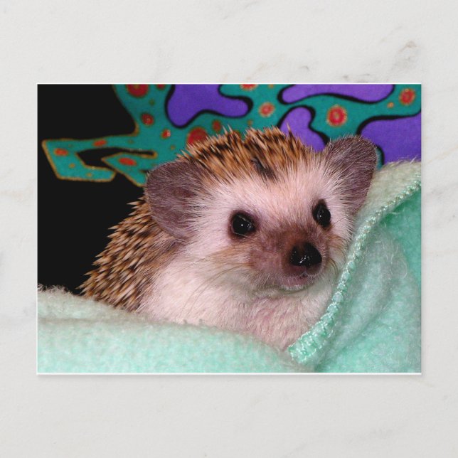 Happy Hedgehog Postcard (Front)