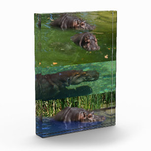 Happy Hippos In A Pond, Photo Block