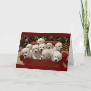 Happy Holiday Golden Retriever puppies