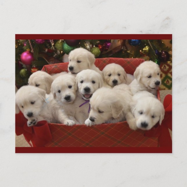 Happy Holiday Golden Retriever puppies (Front)