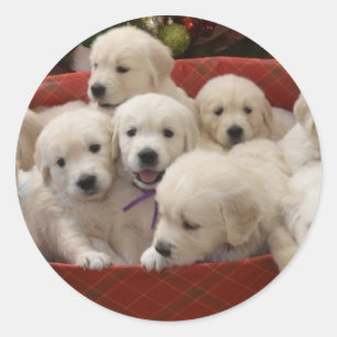 Happy Holiday Golden Retriever puppies Classic Round Sticker