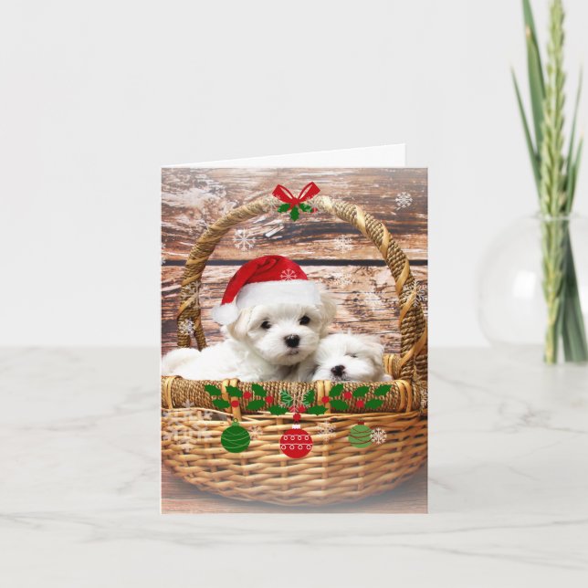 Happy Holidays, Adorable Maltese Puppies Holiday Card (Front)