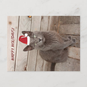 Happy Holidays CaGray Cat Postcard