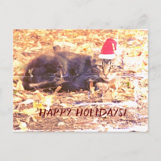 Happy Holidays Cat Photo Postcard (Front)