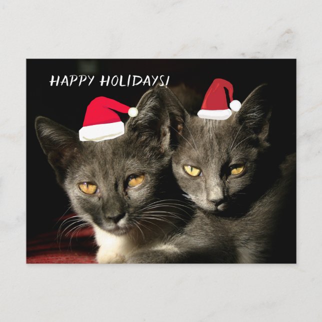 Happy Holidays Cats  Postcard (Front)
