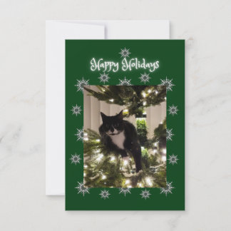 Happy Holidays. Christmas card with Tuxedo cat.