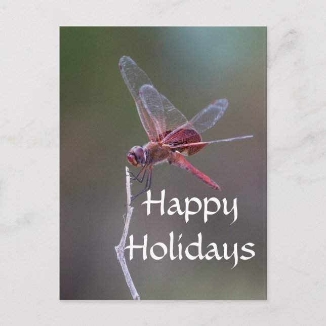 Happy Holidays Dragonfly Holiday Postcard (Front)