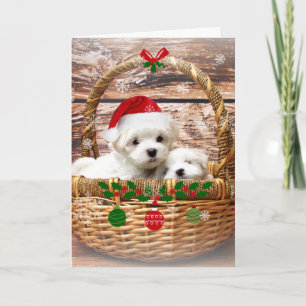 Happy Holidays: Maltese Puppies Holiday Card