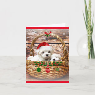 Happy Holidays: Maltese Puppies Holiday Card