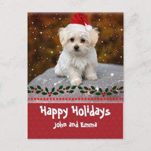 Happy Holidays, Maltese Puppy, Holiday Postcard