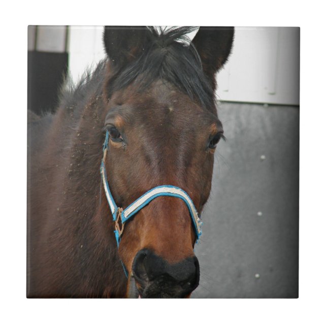 happy horse tile (Front)