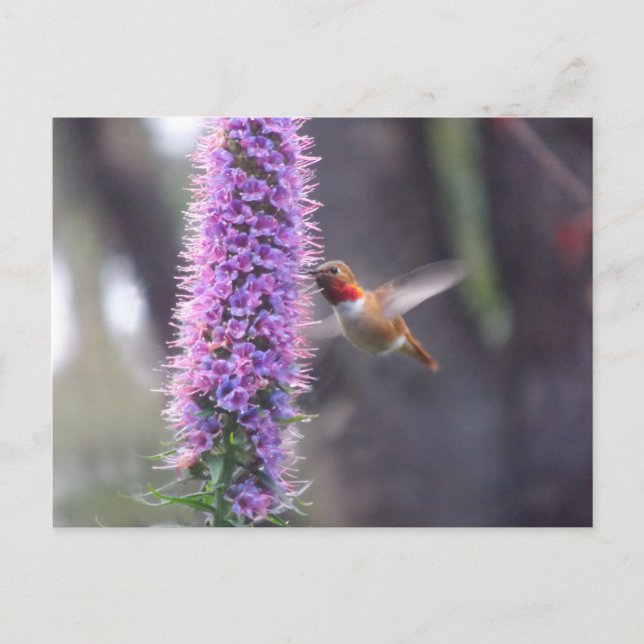 Happy hummingbird postcard (Front)