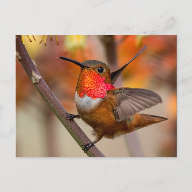 Happy Hummingbird With Wings Out Postcard (Front)