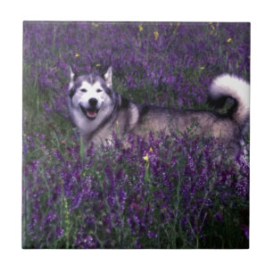 Happy husky dog tile