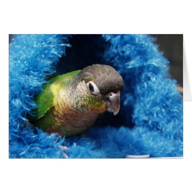 happy hut (Front Horizontal)