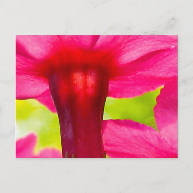 Happy, Joyful, Pink Flower  Postcard (Front)