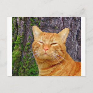 Happy Kitty Kat! Postcard