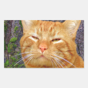 Happy Kitty Kat! Rectangular Sticker