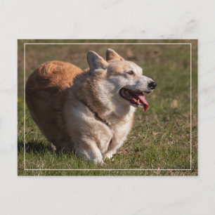 Happy Lady (Corgi) Postcard