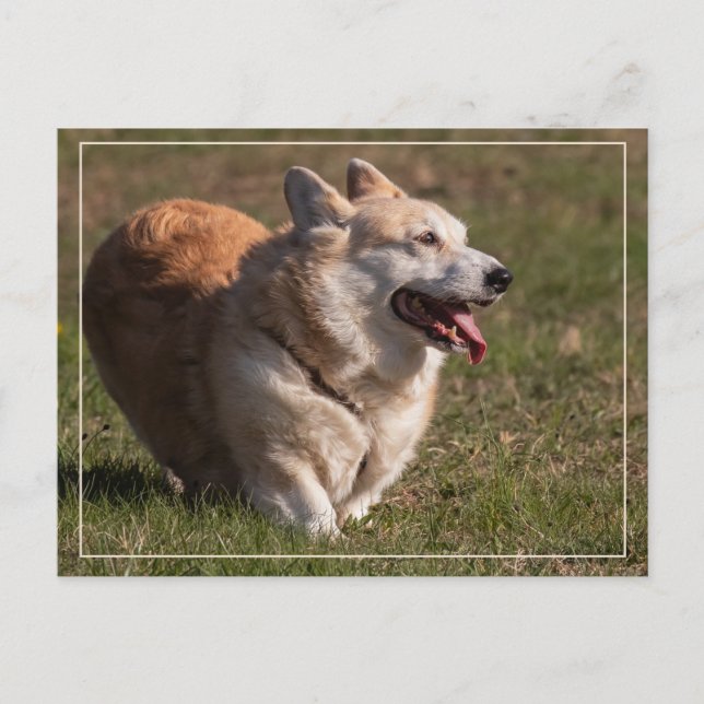 Happy Lady (Corgi) Postcard (Front)
