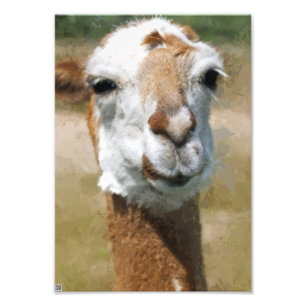 Happy Lama, Painting Effect Photo Print