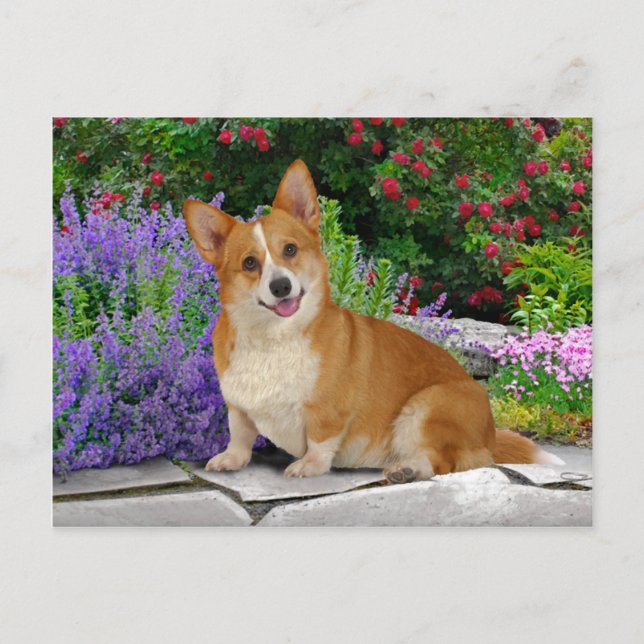 "Happy Little Corgi" Postcard (Front)