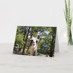 Happy Llama Card