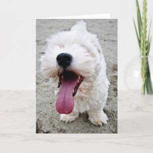 Happy Malteese Puppy Card