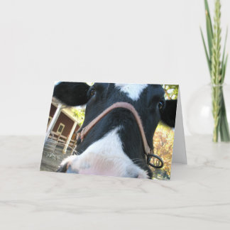 Happy Moo Year Holiday Card