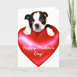 Happy Mother's Day Boston Terrier  Card