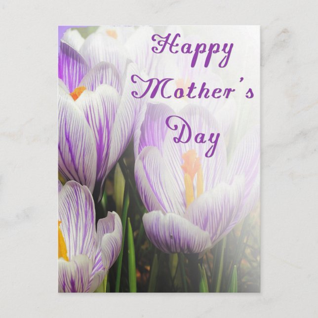 Happy Mother's Day Bright Purple and White Tulips Postcard (Front)
