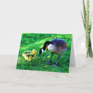 Happy Mother's Day: Canada Goose and Chicks Card